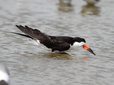 Black Skimmer 2.jpg
