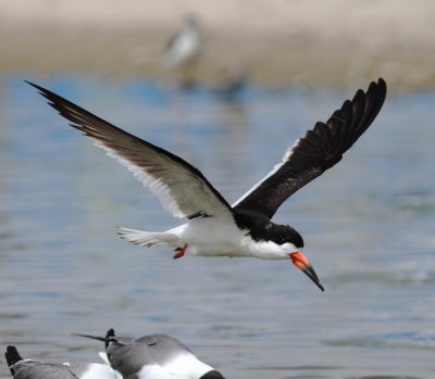 Black Skimmer 3.jpg