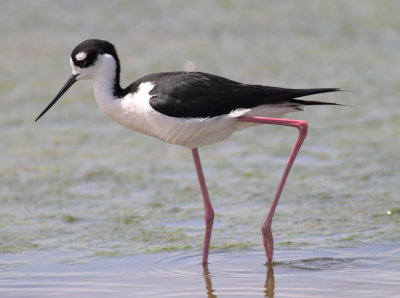 Black-necked Stilt.2jpg.jpg
