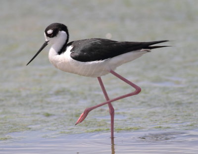 Black-necked Stilt.3jpg.jpg