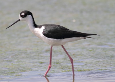 Black-necked Stilt.4.jpg