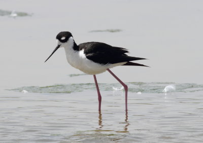 Black-necked Stilt.jpg