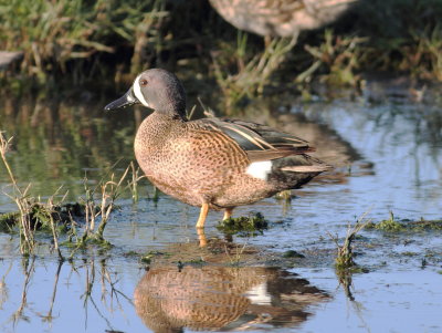 Blue-winged Teal.jpg