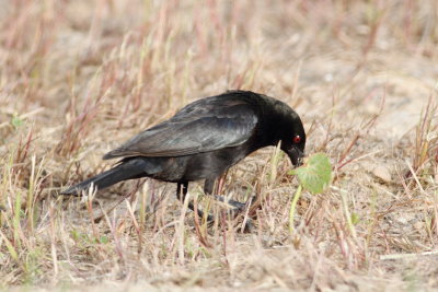 Bronzed Cowbird.jpg