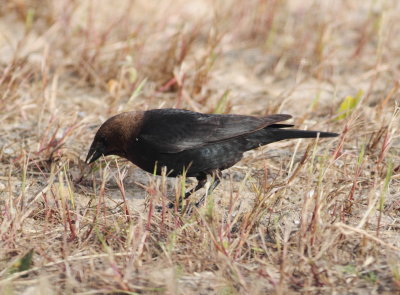 Brown-headed Cowbird.jpg