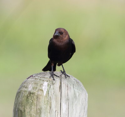 Brown-headed Cowbird2 .jpg
