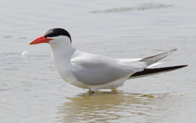 Caspian Tern.jpg