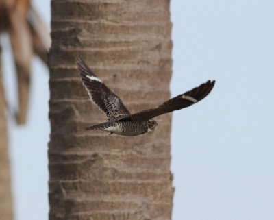 Common Nighthawk 3.jpg
