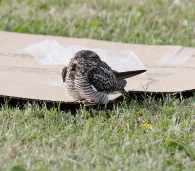 Common Nighthawk.jpg