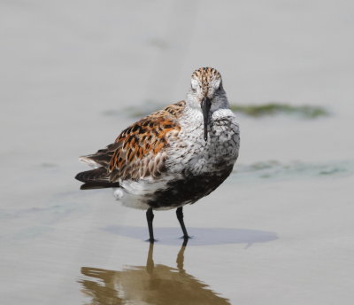 Dunlin.jpg