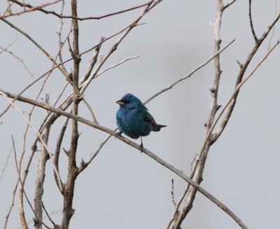 Indigo Bunting 2.jpg