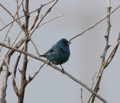Indigo Bunting 3.jpg