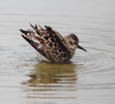 Least sandpiper 2.jpg