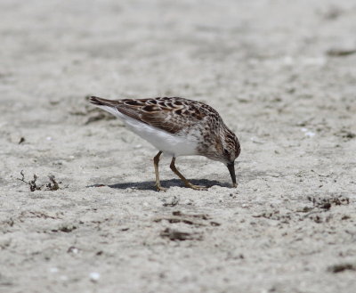 Least sandpiper.jpg
