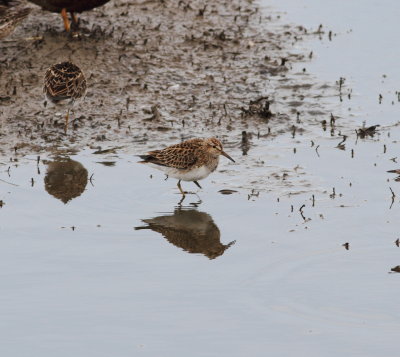 Pectoral Sandpiper.jpg