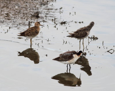 Pectoral Sandpiper2.jpg