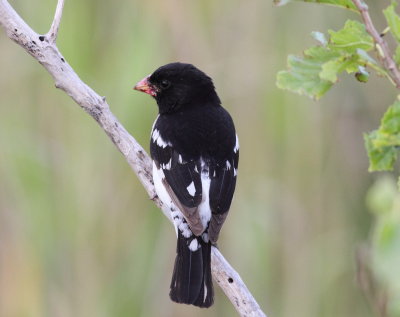 Rose-breasted Grosbeak 2.jpg