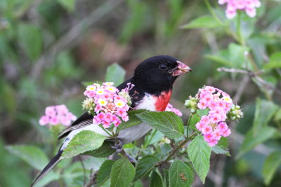Rose-breasted Grosbeak 3.jpg