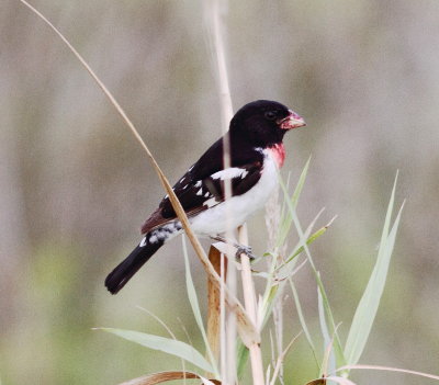 Rose-breasted Grosbeak.jpg