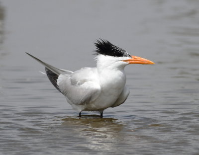 Royal Tern.2jpg.jpg