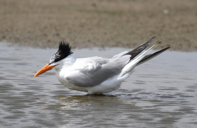 Royal Tern3..jpg