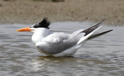 Royal Tern4..jpg