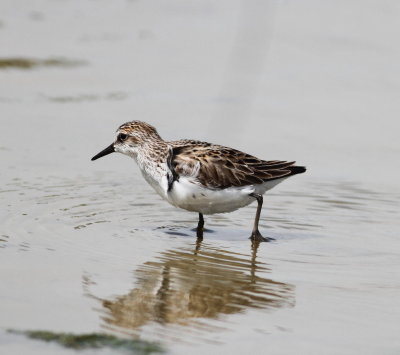 Semipalmated Sandpiper 2.jpg