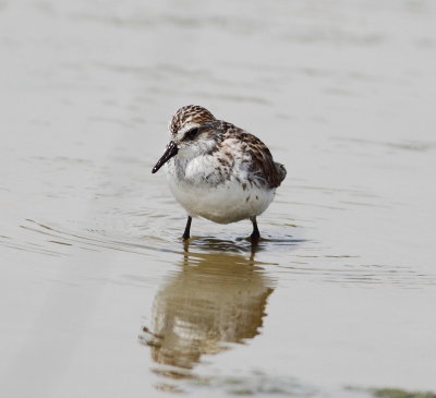 Semipalmated Sandpiper 3.jpg