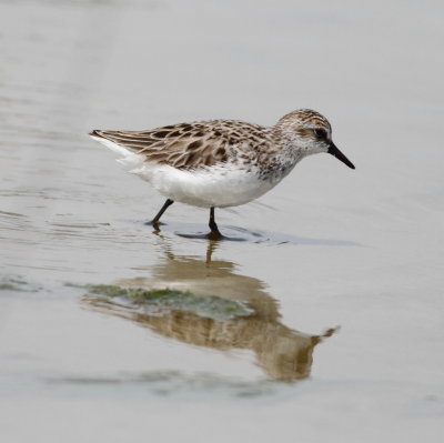 Semipalmated Sandpiper 5 .jpg