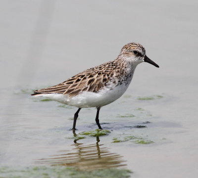 Semipalmated Sandpiper 6 .jpg
