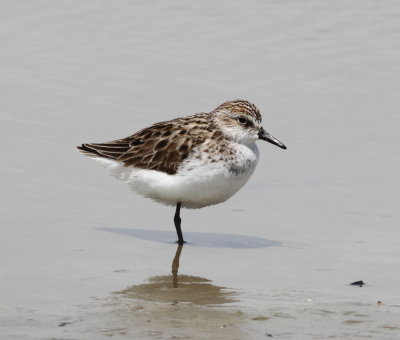 Semipalmated Sandpiper.jpg
