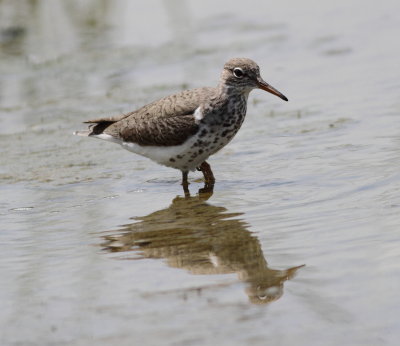 Spotted Sandpiper 2.jpg