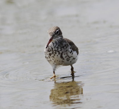 Spotted Sandpiper 4.jpg
