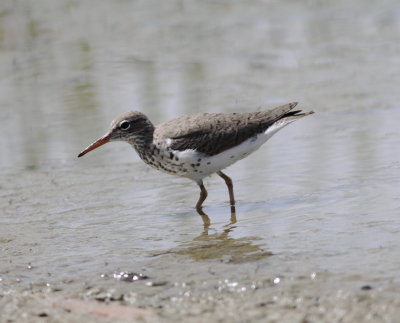 Spotted Sandpiper 5jpg.jpg