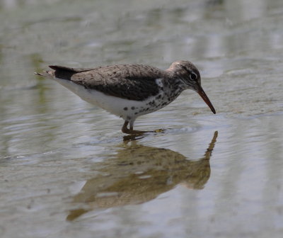 Spotted Sandpiper.jpg