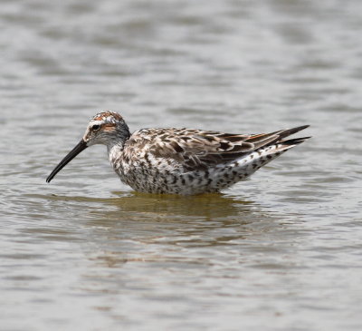Stilt Sandpiper 2.jpg