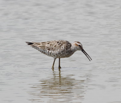 Stilt Sandpiper.jpg