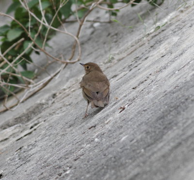 Swainson's Thrush.jpg