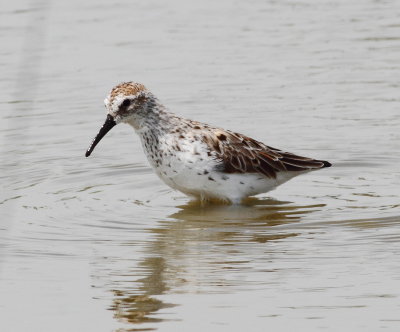 Western Sandpiper.jpg