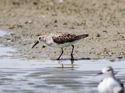 Western Sandpiper2.jpg