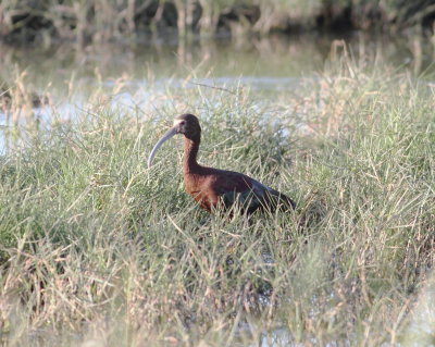 White-faced ibis.jpg