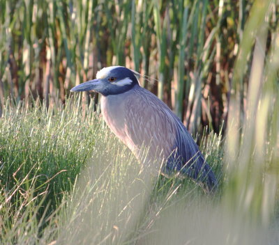 Yellow-crowned Night Heron.jpg