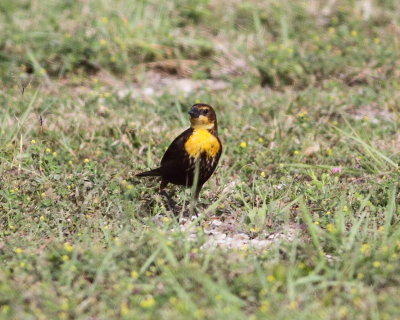 Yellow-headed Blackbird2.jpg
