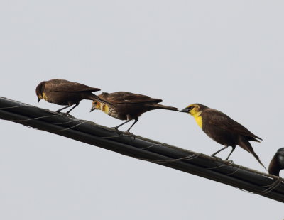 Yellow-headed Blackbird3.jpg