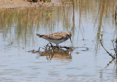 Baird's Sandpiper.jpg