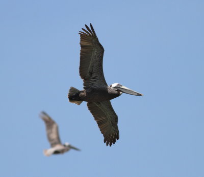 Brown Pelican 2.jpg