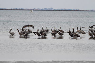 Brown Pelican.jpg