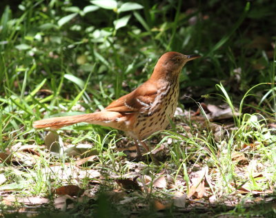 Brown Thrasher.jpg