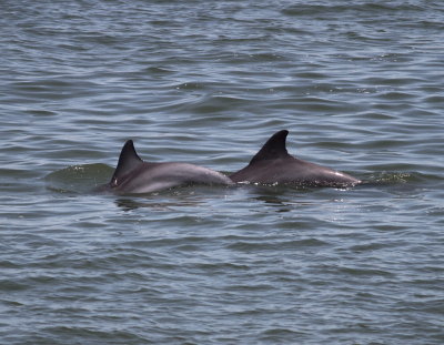 Dolphin.jpg