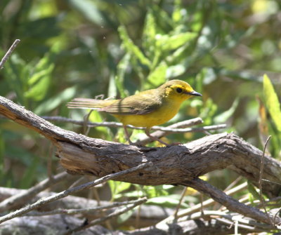 Hooded Warbler 2.jpg